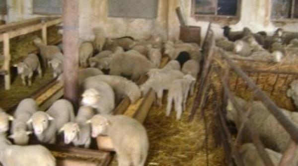 cat va costa carnea de miel anul acesta