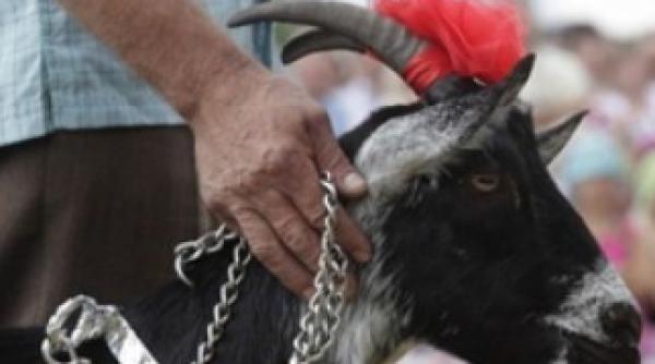 zoofililor moldoveni li se vor potoli poftele s au solicitat capre de rasa de la ue