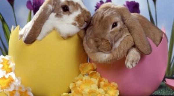 romanii haiosi si la mesajele de paste