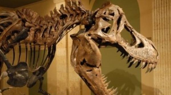 cercetatorii au stabilit cauza disparitiei dinozaurilor