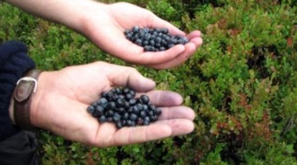 sase alimente care te ajuta sa ti imbunatatesti atentia