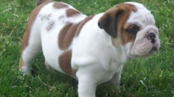 o tanara americanca beata si a muscat buldogul