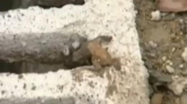 invazia de broaste din china sporeste teama localnicilor de un posibil cutremur