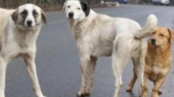 sofia si a propus injumatatirea cainilor vagabonzi pana in 2014