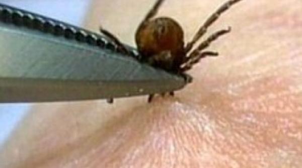 ministerul sanatatii in romania boala lyme nu reprezinta o problema