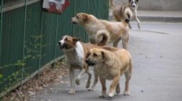 sorin oprescu se opune eutanasierii cainilor fara stapan