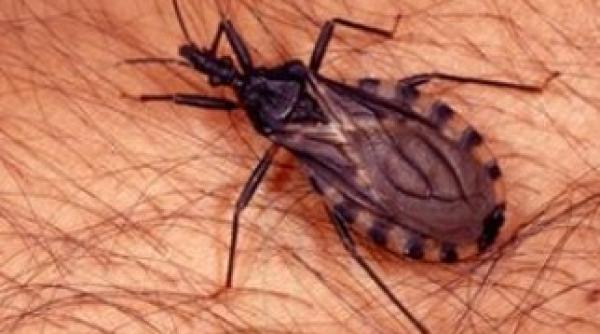 noua sida a americilor boala care poate cauza explozia inimii si a intestinelor