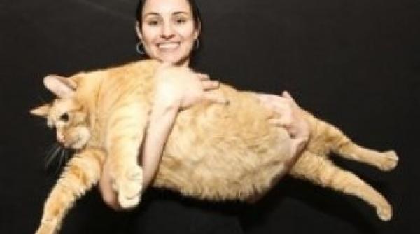 pisica obeza de 15 kilograme pusa la regim