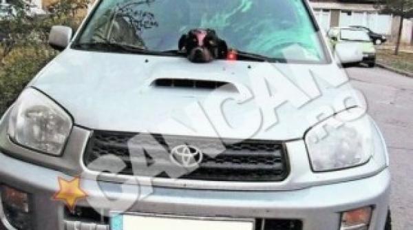 avertisment mafiot au decapitat cainele inamicului