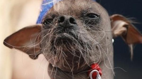 mugly este cel mai urat caine din lume