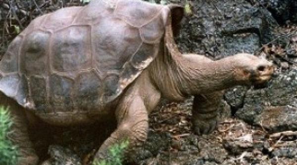 singuraticul george o testoasa de circa 100 de ani a murit odata cu ea a disparut o intreaga specie