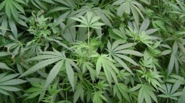 300 de kilograme de canabis in 3 valize