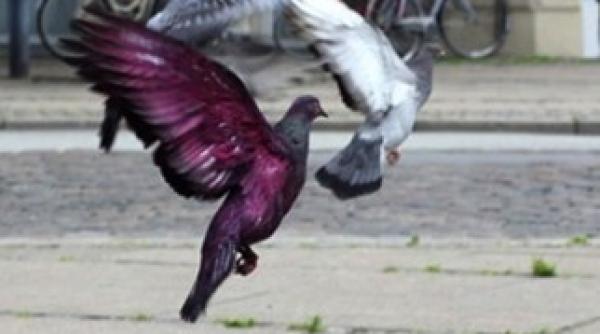 de ce zboara porumbei colorati in copenhaga