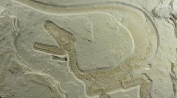 studiu dinozaurii carnivori stravechi aveau pene