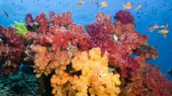 expertii trag un semnal de alarma in privinta coralilor