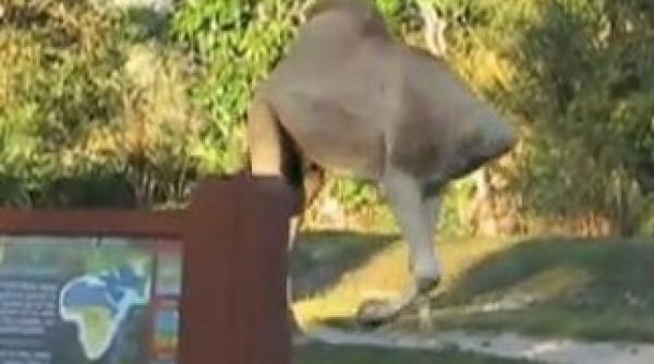 magie la zoo o camila fara cap paseste maiestuos