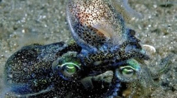 imperecherea le scurteaza viata calamarilor