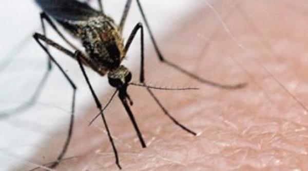 primul deces din cauza virusului west nile la atena