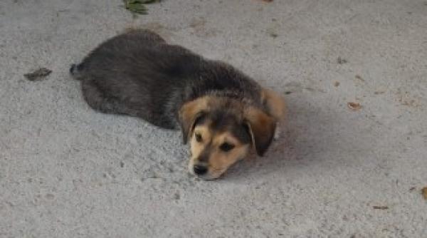 aspa acuzata ca ridica caini ilegal de pe strada