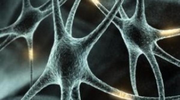 neuroni functionali creati din celule sangvine provenind din cordonul ombilical