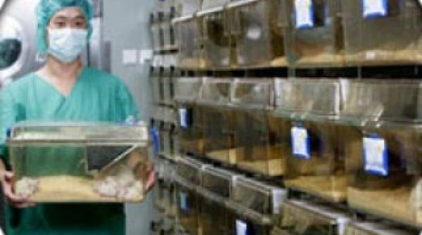 animalele bolnave de alzheimer pot fi vindecate