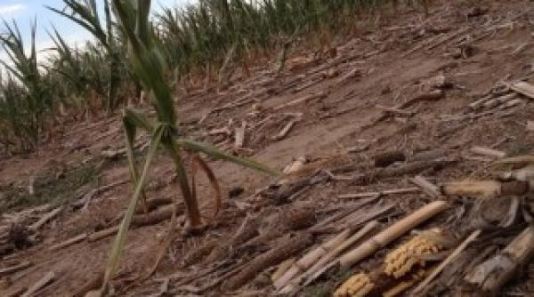 marturii din campia baraganului oamenii nu beau apa ci i au si ultimul mililitru pentru a l da animalelor