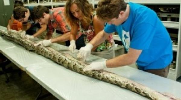 captura record a oamenilor de stiinta din florida