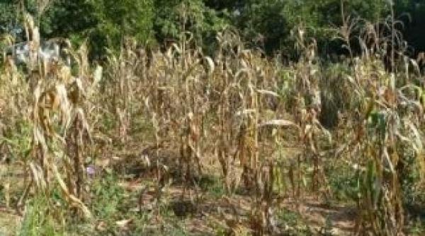 liderii g20 reactioneaza la cresterea de pret a produselor agricole