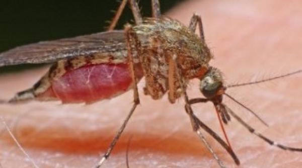 tantarii au facut 17 victime in texas