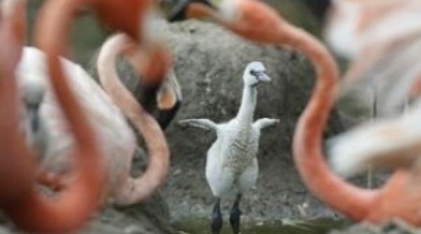 pasarilor flamingo roz le creste cheful de imperechere cand aud vocea lui barry white