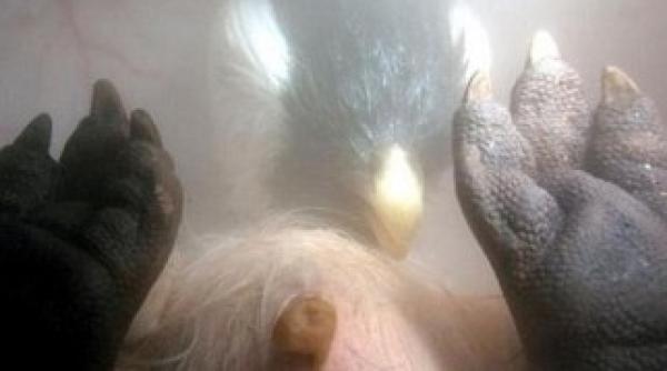 uimitor fetusi de animale fotografiati in uterul mamelor