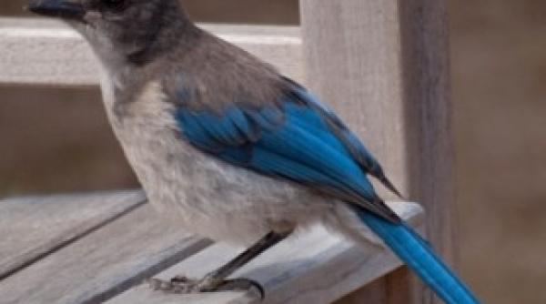 inedit pasarile organizeaza funeralii pentru exemplarele decedate