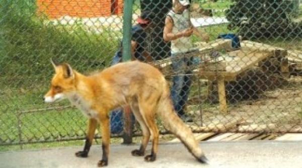 animale captive conditii mizere