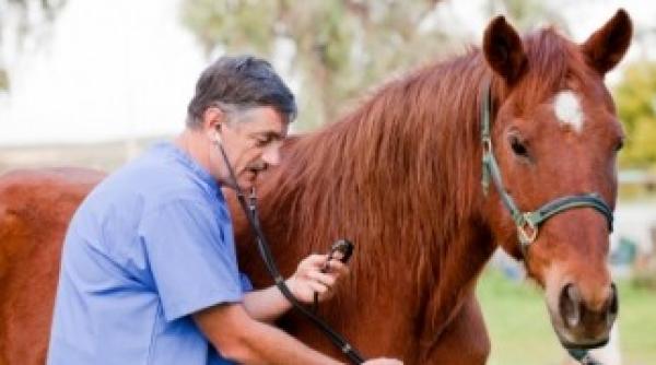cai mutilati cu salbaticie acum trei saptamani iar vinovatii inca nepedepsiti
