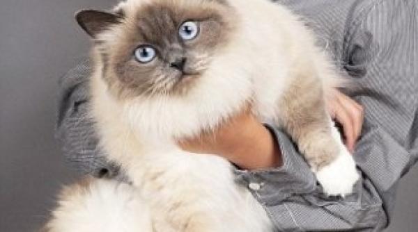 o pisica cea mai buna prietena a unui copil de sapte ani