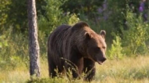 cluj localnicii cer ajutorul autoritatilor dupa atacurile repetate ale ursilor