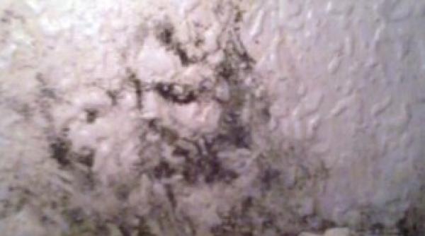 a descoperit fata lui isus pe peretele mucegait din spatele frigiderului