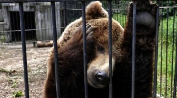 o noua rezervatie pentru ursii tinuti ilegal in captivitate