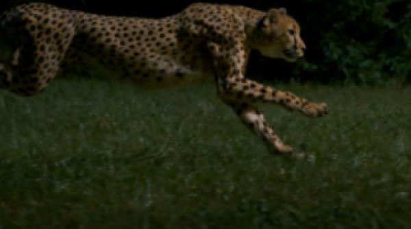 cel mai rapid animal al planetei vazut cu incetinitorul video