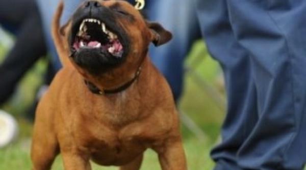 cruzime catelusa moarta dupa ce a fost muscata de stapanul ei