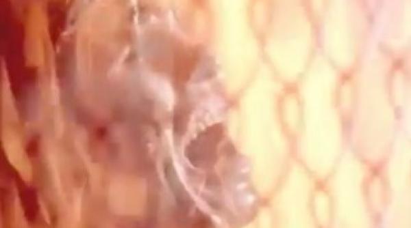 apocalipse regizate montate intr un film de trei minute