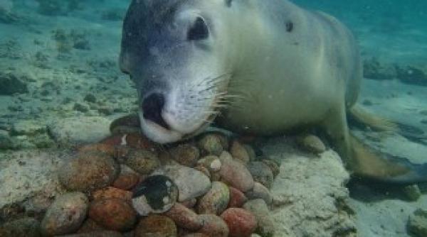 primele imagini din australia facute dupa apocalipsa