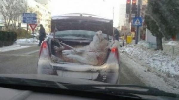 loganul numai bun de carat porcul de craciun vezi foto