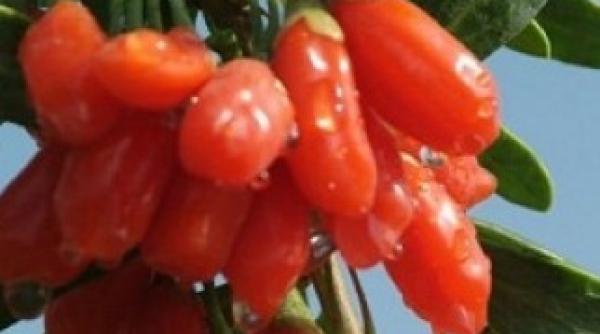 goji fructul minune sau al longevitatii