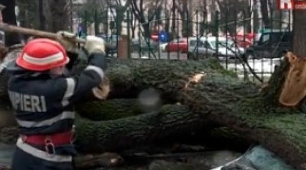 un copac a cazut peste sase masini in mers si doua parcate in bucuresti