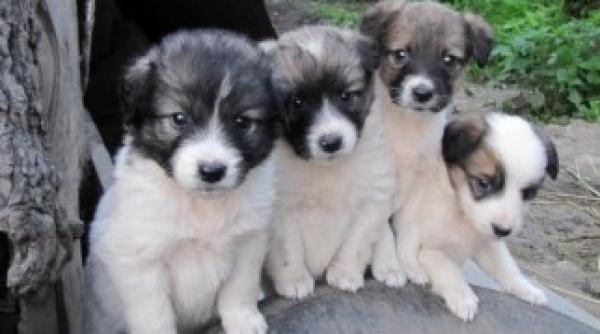 timisorenii impovarati cu o noua taxa impozit pe animale de companie