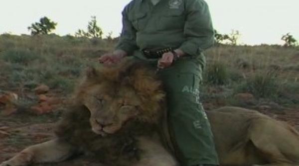 tiriac la juniori vezi ce se vaneaza la balc ul din africa