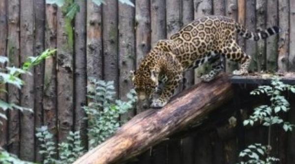 zoo bucuresti se extinde si va gazdui 7 000 de animale