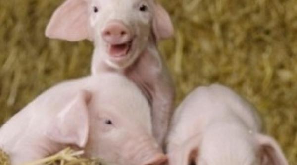 acord transatlantic ue aproba importurile de carne din sua