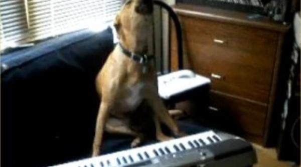 eurovision ul este un concurs aranjat vezi cine sustine asta